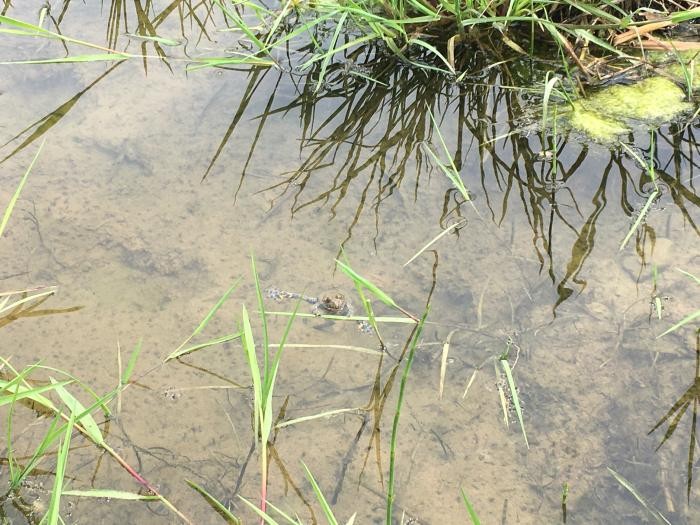 Gelbbauchunke in Pfütze