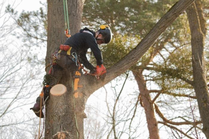 Ein Arbeiter sägt auf einem Baum Äste ab. 