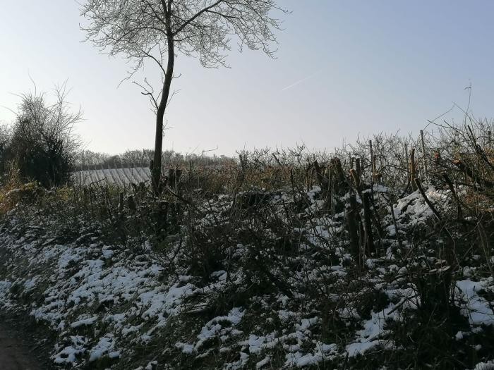 Aufnahme eines gepflegten Abschnitts kurz nach der Pflege Auf den Stock gesetzter Heckenabschnitt am Stiftsberg im Winter 2024/2025