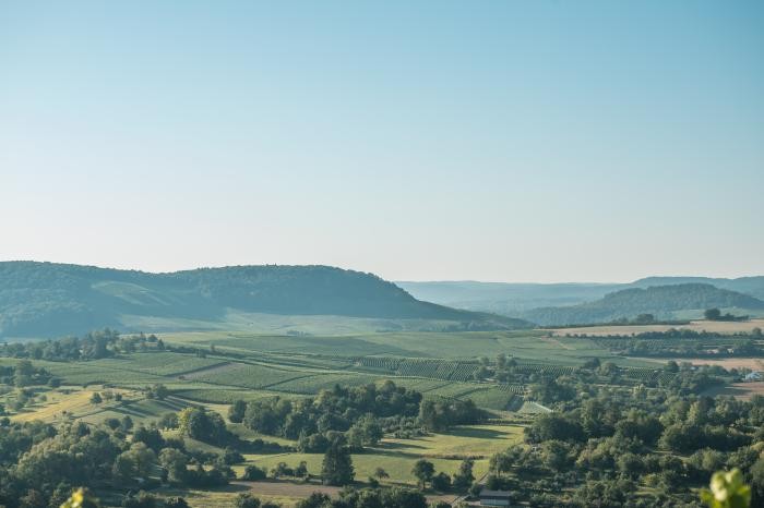 Blick über die Landschaft auf Weinreben, Feldhecken und Wald