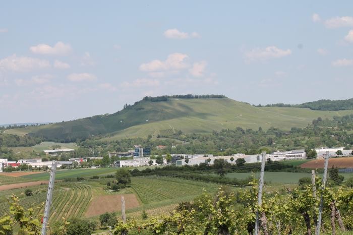 Blick vom Stiftsberg auf den Scheuerberg Blick auf den Scheuerberg vom Stiftsberg mit Trendpark und Weinreben im Vordergrund