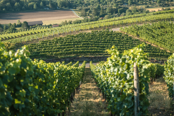 Blick einen Neckarsulmer Weinberg hinab.